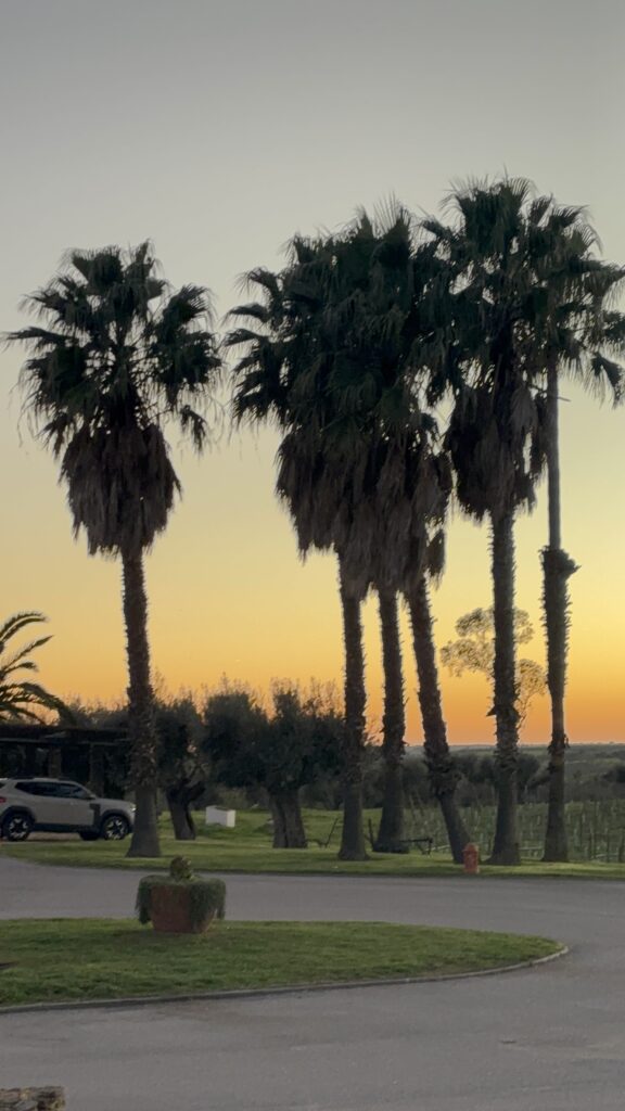 Palm trees silhouetted against orange sunset sky with white car parked on grass near road in tropical setting