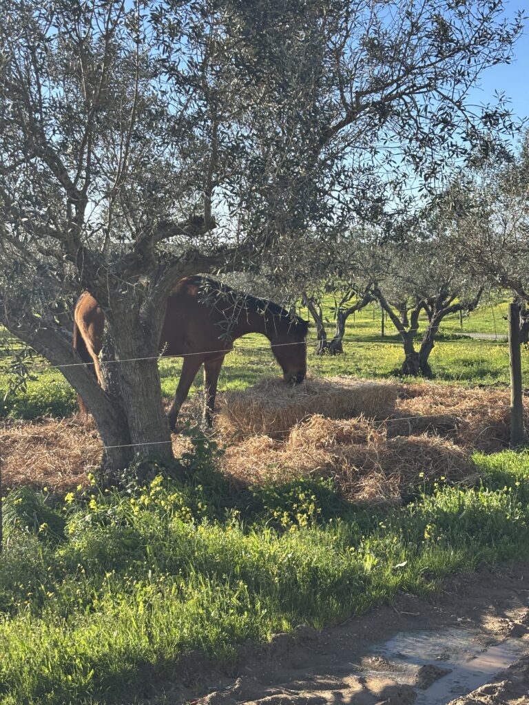 Horses grazing near hay bales in a fenced pasture with olive trees on a sunny day in the countryside.